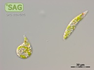 Euglena gracilis
